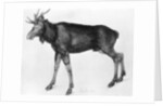 Young Scandinavian Elk with Immature Antlers by Albrecht Dürer
