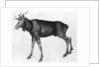Young Scandinavian Elk with Immature Antlers by Albrecht Dürer