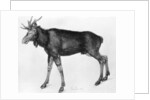 Young Scandinavian Elk with Immature Antlers by Albrecht Dürer