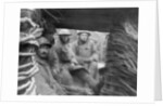 American and French troops in a trench at the front by Anonymous