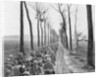 A regiment of French infantry going to the front, France by Anonymous