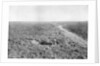A line of French infantry foxholes by Anonymous