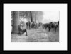 American cavalry unit at rest, Chemin des Dames, France by Anonymous