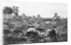 American marines digging trenches, Lucy-le-Bocage, France by Anonymous