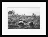 American marines digging trenches, Lucy-le-Bocage, France by Anonymous