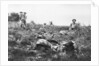 American marines digging trenches, Lucy-le-Bocage, France by Anonymous