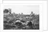 American marines digging trenches, Lucy-le-Bocage, France by Anonymous