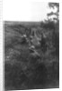 French infantry position in a sunken lane, north of Villers-Cotterets, Aisne, France by Anonymous