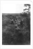 French infantry position in a sunken lane, north of Villers-Cotterets, Aisne, France by Anonymous
