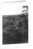 French infantry position in a sunken lane, north of Villers-Cotterets, Aisne, France by Anonymous