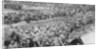Columns of German prisoners, Somme, France by Anonymous