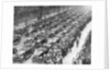 US 1st Army in the Victory Parade, New York, USA by Anonymous