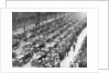 US 1st Army in the Victory Parade, New York, USA by Anonymous