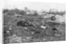 German dead, Second Battle of Champagne by Anonymous