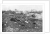 German dead, Second Battle of Champagne by Anonymous