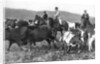 The Prince of Wales rounding up cattle in Alberta, Canada by Anonymous