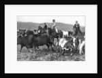 The Prince of Wales rounding up cattle in Alberta, Canada by Anonymous