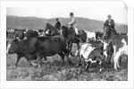 The Prince of Wales rounding up cattle in Alberta, Canada by Anonymous