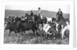The Prince of Wales rounding up cattle in Alberta, Canada by Anonymous