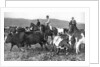 The Prince of Wales rounding up cattle in Alberta, Canada by Anonymous
