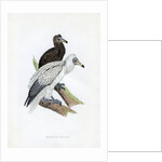 Egyptian Vulture by Anonymous