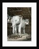 Model of the Elephant of the Place de la Bastille by Fenner Sears & Co