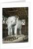 Model of the Elephant of the Place de la Bastille by Fenner Sears & Co