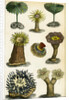 Sea anemones by A Fullarton & Co