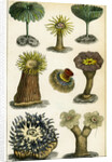 Sea anemones by A Fullarton & Co