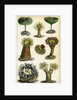 Sea anemones by A Fullarton & Co
