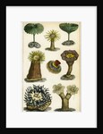 Sea anemones by A Fullarton & Co