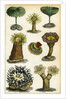 Sea anemones by A Fullarton & Co