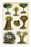 Sea anemones by A Fullarton & Co