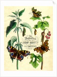 The Butterflies of Great Britain by Anonymous