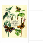 The Butterflies of Great Britain by Anonymous