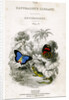 'The Naturalist's Library, Entomology, Vol V', Butterflies by William Home Lizars