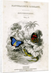 'The Naturalist's Library, Entomology, Vol V', Butterflies by William Home Lizars