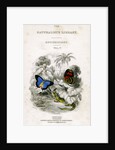 'The Naturalist's Library, Entomology, Vol V', Butterflies by William Home Lizars