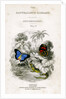 'The Naturalist's Library, Entomology, Vol V', Butterflies by William Home Lizars