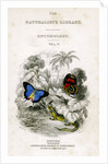 'The Naturalist's Library, Entomology, Vol V', Butterflies by William Home Lizars