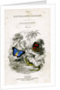 'The Naturalist's Library, Entomology, Vol V', Butterflies by William Home Lizars
