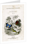'The Naturalist's Library, Entomology, Vol V', Butterflies by William Home Lizars