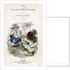 'The Naturalist's Library, Entomology, Vol V', Butterflies by William Home Lizars