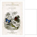 'The Naturalist's Library, Entomology, Vol V', Butterflies by William Home Lizars