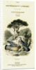 The Naturalist's Library, Ornithology Vol V, Ring Pigeon by William Home Lizars