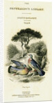 The Naturalist's Library, Ornithology Vol V, Ring Pigeon by William Home Lizars