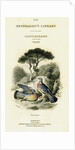The Naturalist's Library, Ornithology Vol V, Ring Pigeon by William Home Lizars