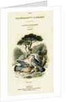 The Naturalist's Library, Ornithology Vol V, Ring Pigeon by William Home Lizars