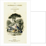 The Naturalist's Library, Ornithology Vol V, Ring Pigeon by William Home Lizars