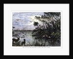 View on one of the Tributaries of the St John River, Florida by Anonymous
